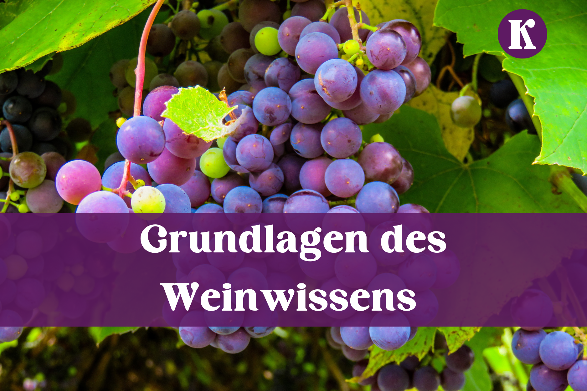 Titelbild Einsteiger-Guide Grundlagen des Weinwissens